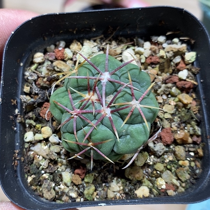 完美主义者勿拍费管龙121208