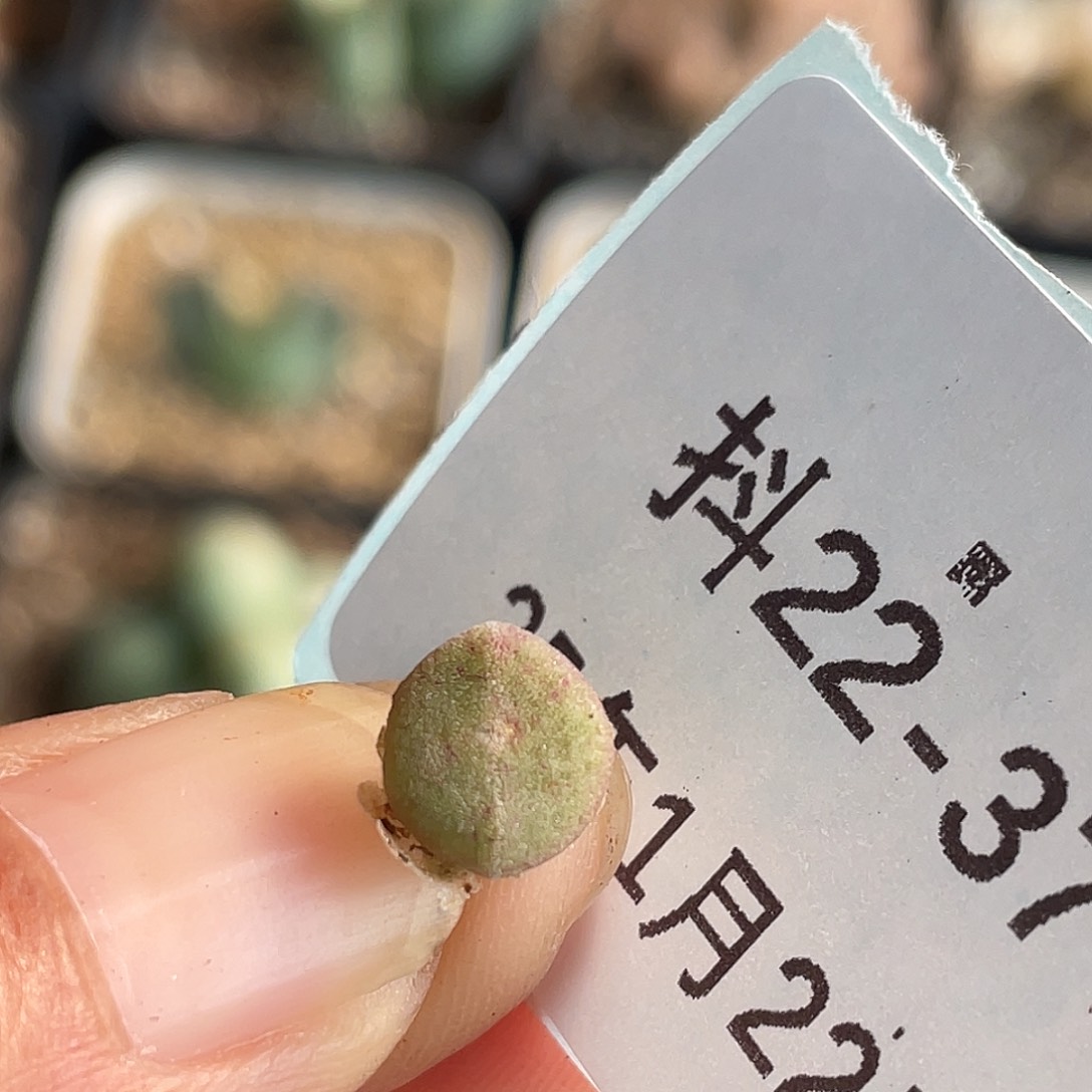 22-37小毛饼多肉植物