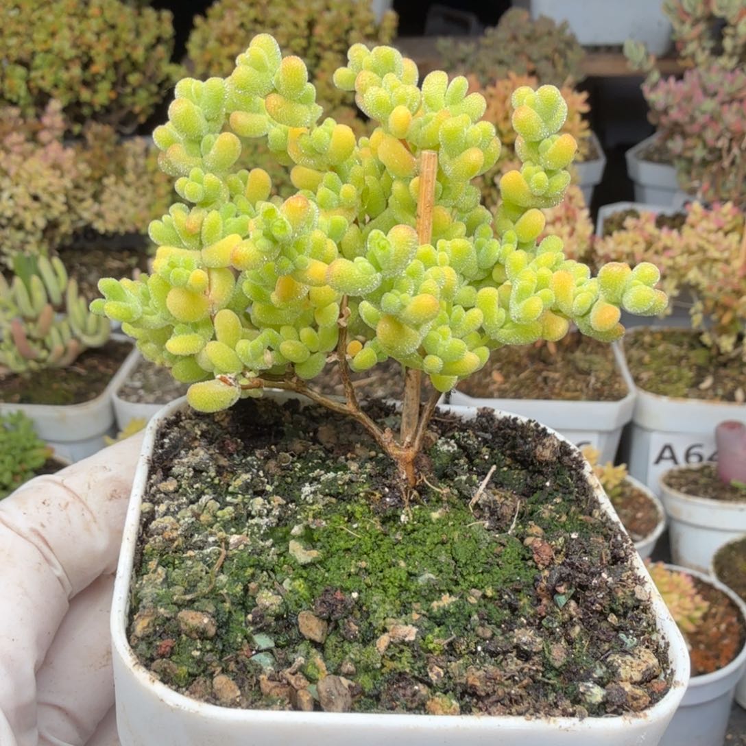 。***。A648黄金莱斯枝干