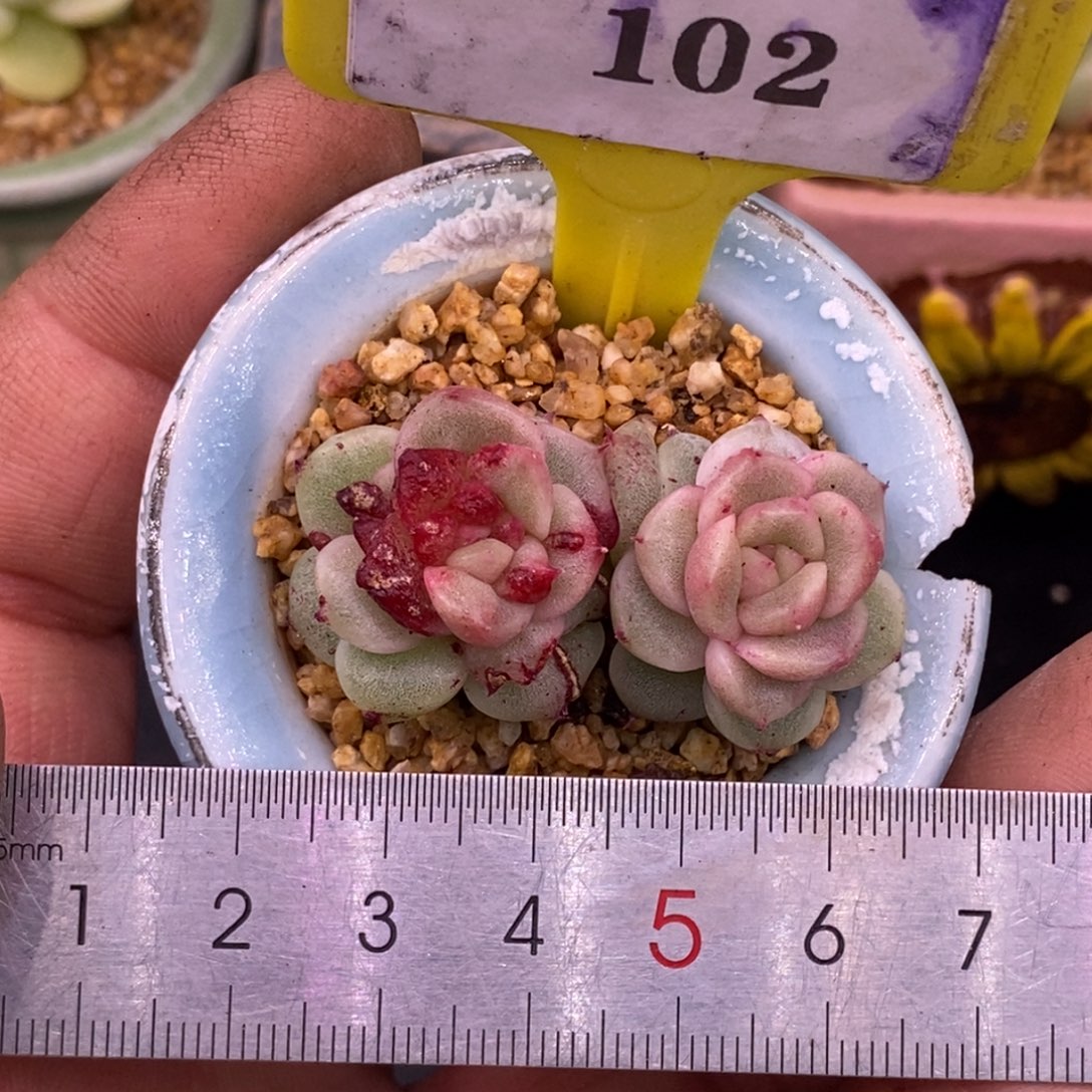 3102粉钻石化双头锦多肉