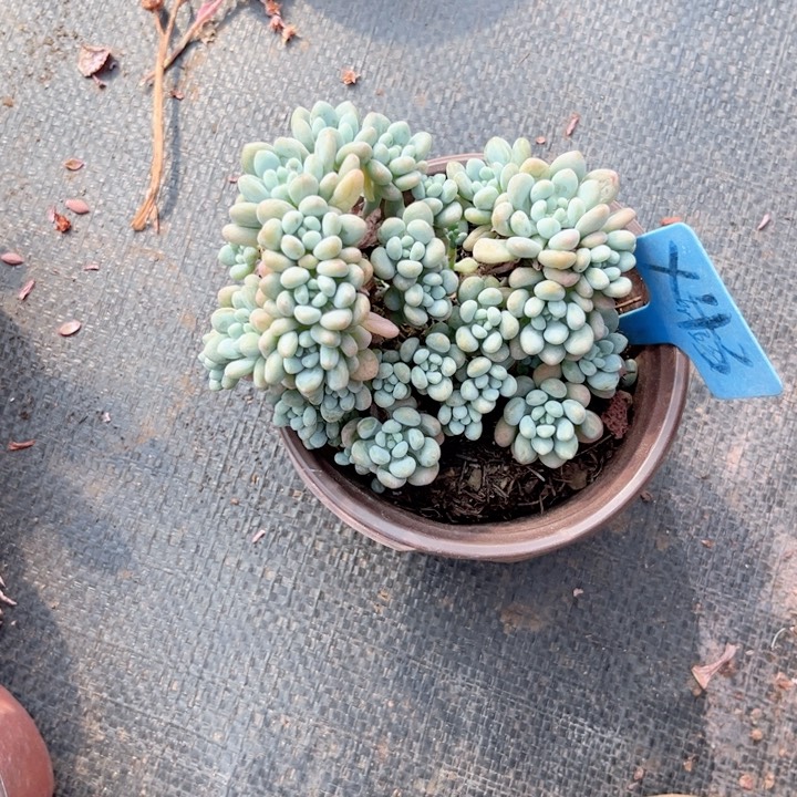 晨语多肉一物一拍x43