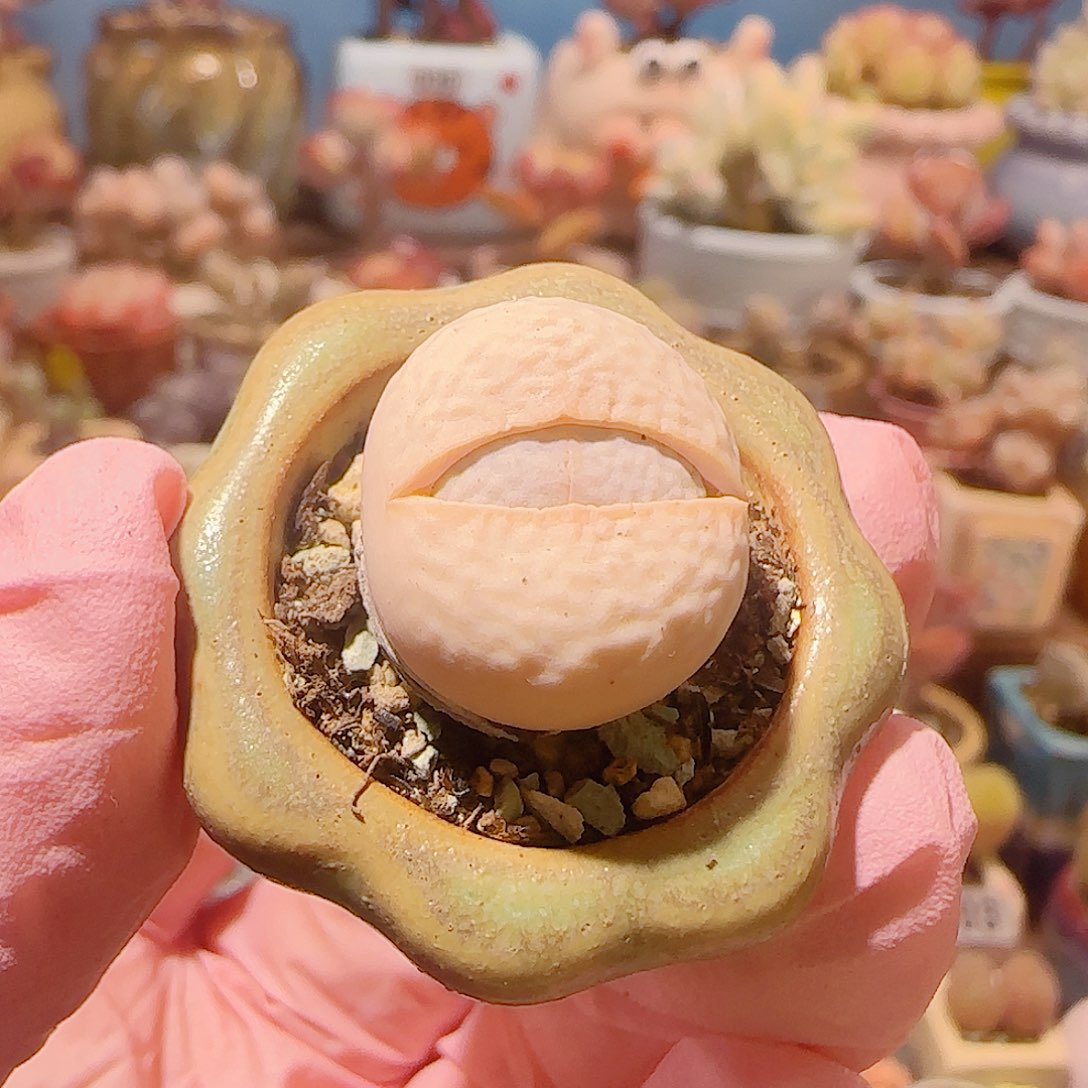 T圆圆高尔夫盆口2cm