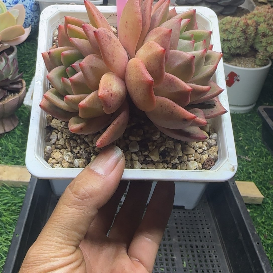 锦安精品多肉植物287