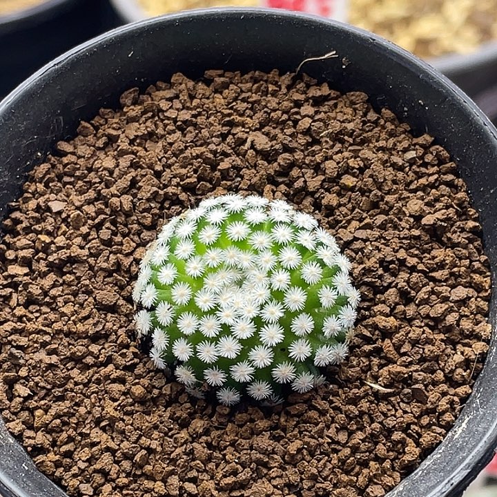 佛头春星带盆土包邮