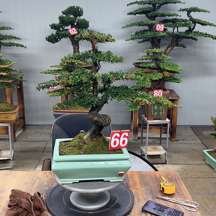无花朵红芽珍珠罗汉松