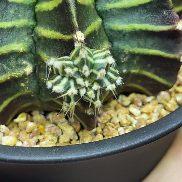 黑骑士 现掰侧芽一物一拍  