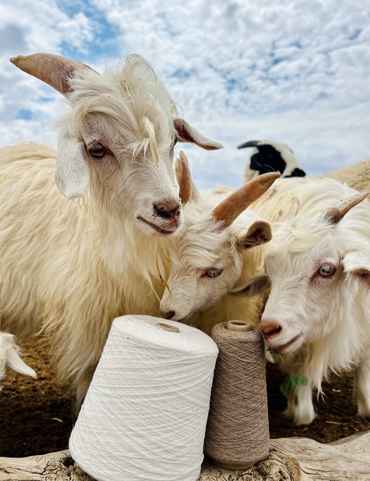 {圆领常规款福利双十一返场}100%山羊绒拉绒宽松时尚12-Z2523