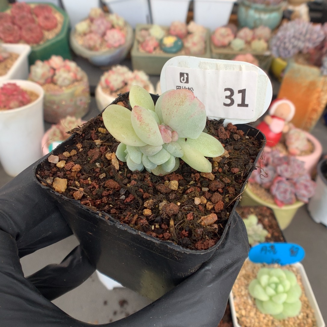 31 冰玉石化潜力股