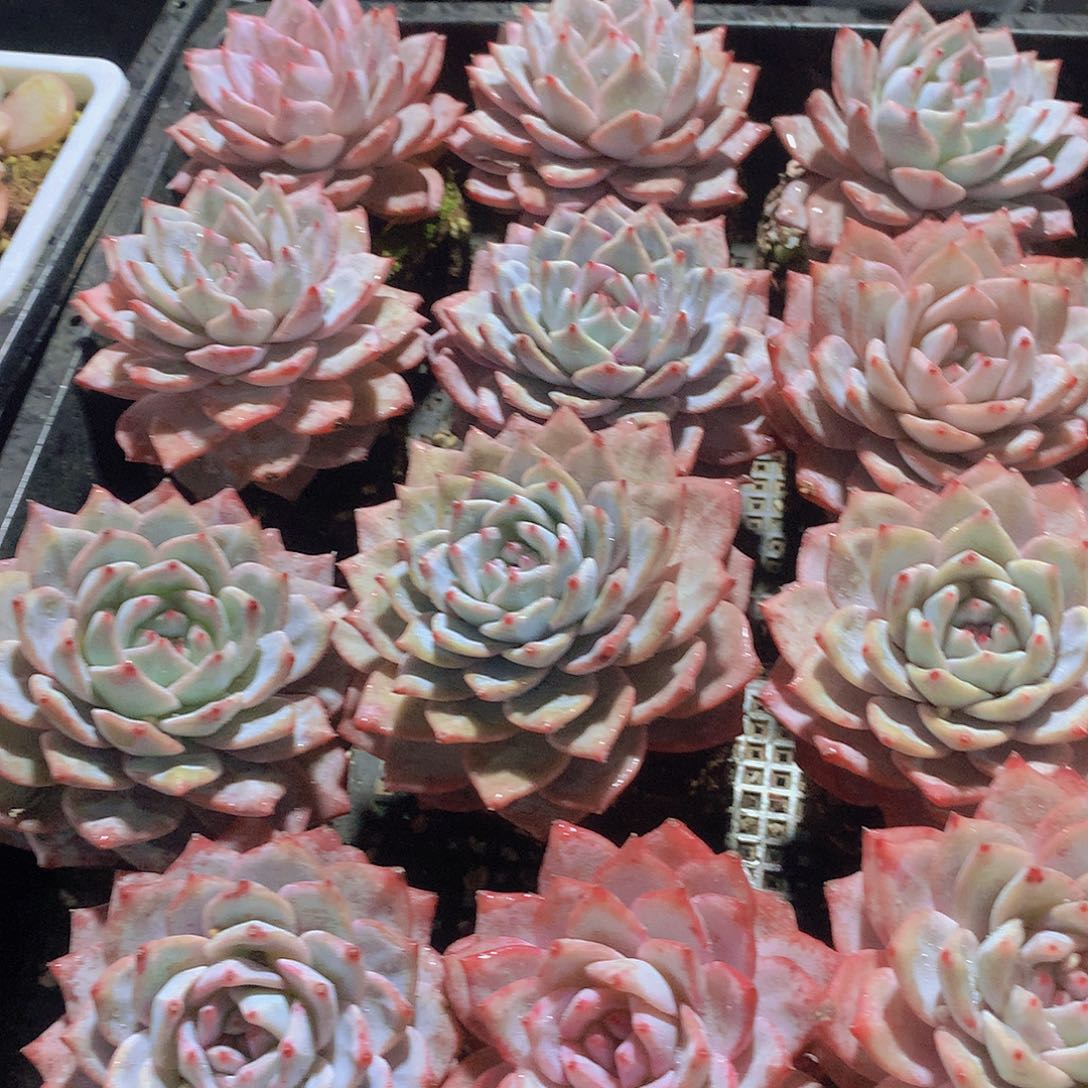 单头粉蓝鸟3567899000