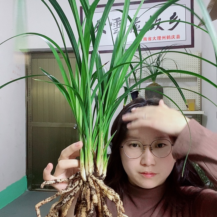 完全开放大雪素大雪素