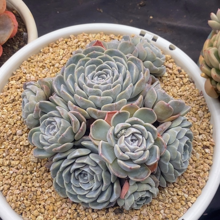 夏悦多肉0118-143汉堡