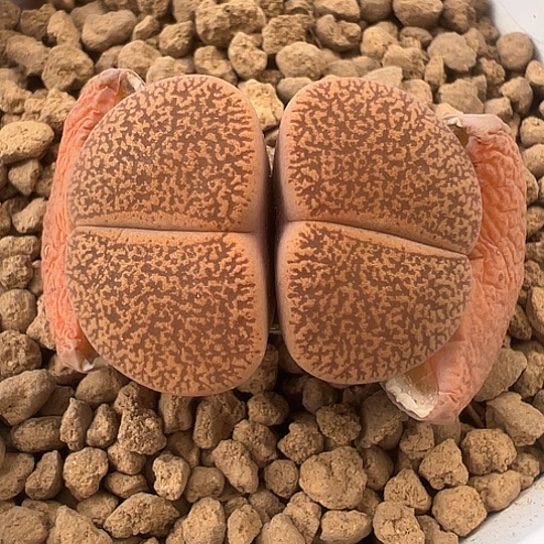 2423.真理玉双头优选