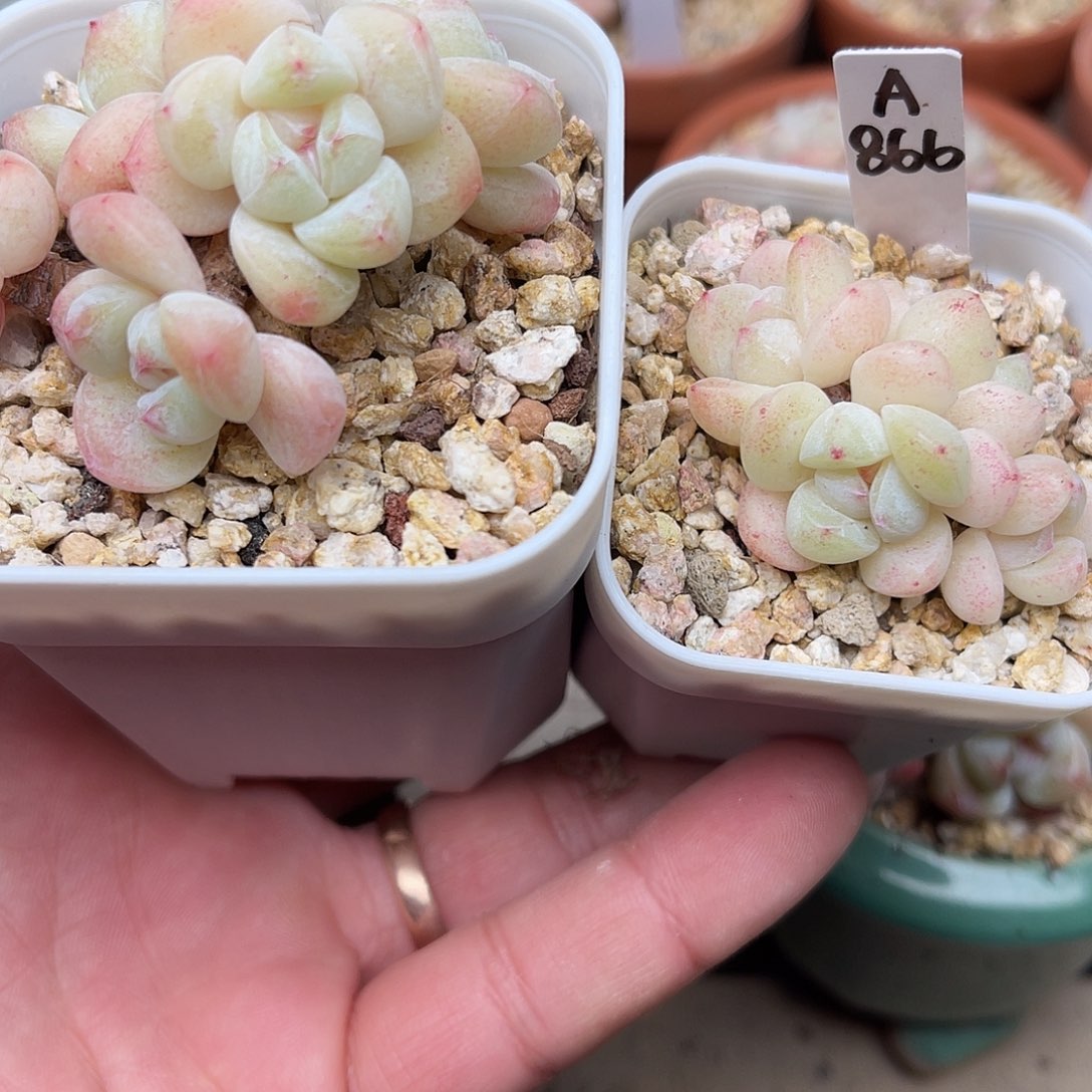 小***吵小猫专拍（闪电是卖冰玉的