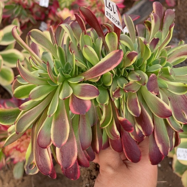 197欧嘉莉缀12345678多肉