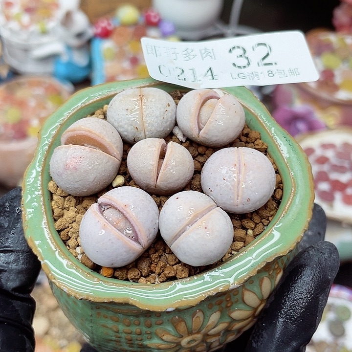 生石花满18包邮14-32