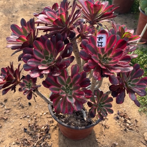 4-55丽娜朵朵多肉植物