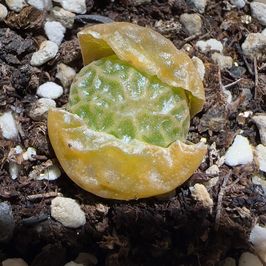 肉锥多肉植物百科30-超烧1172