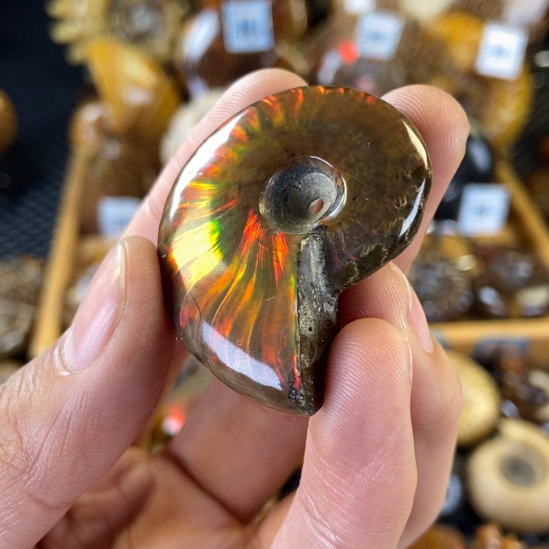 玉天然古生物化石斑彩螺