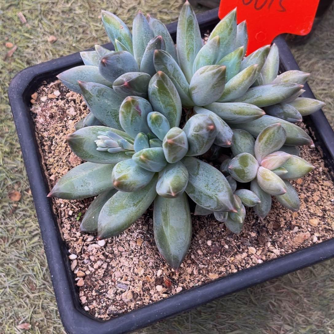 0015下午多肉植物群生