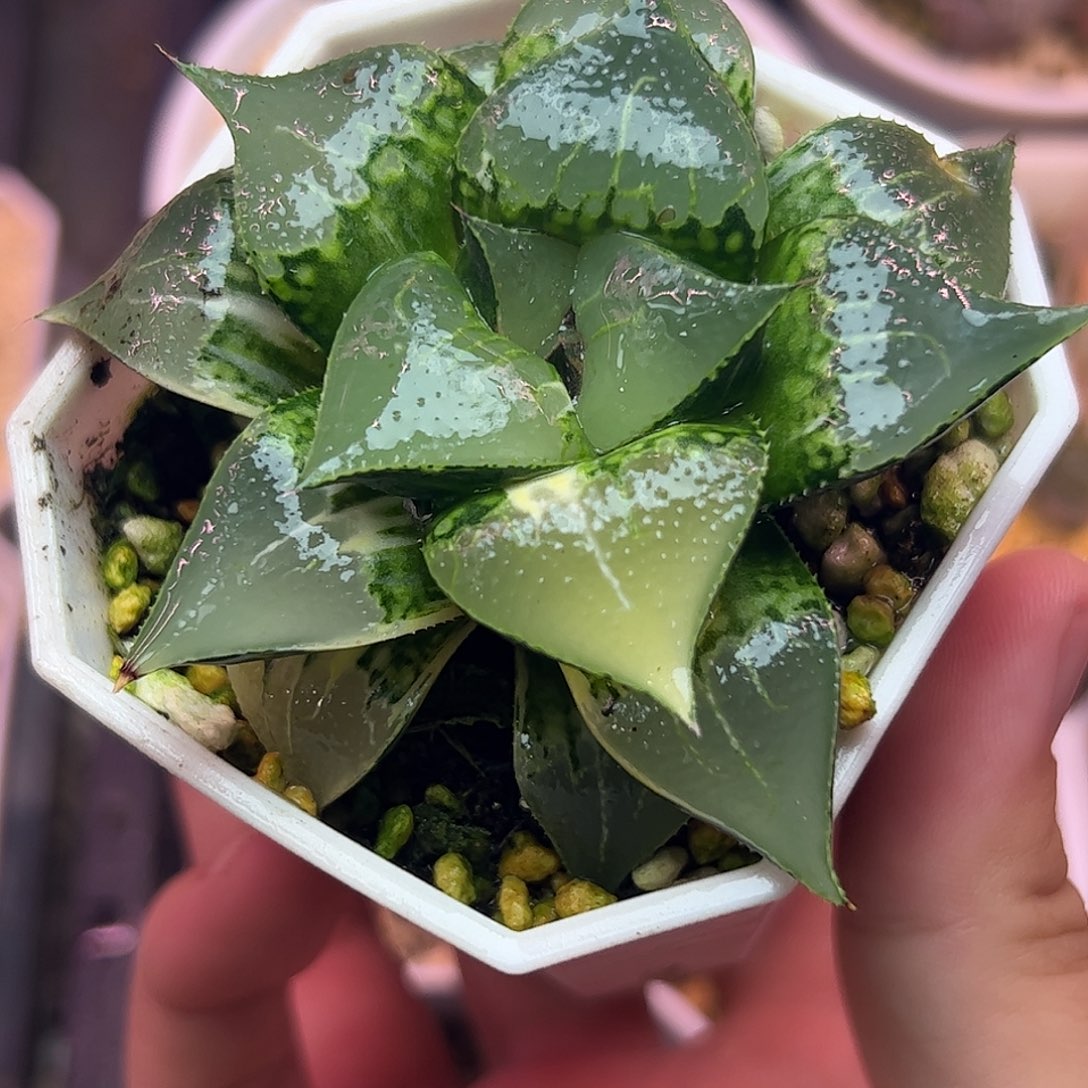 八公分酒吞童子母本锦十二卷