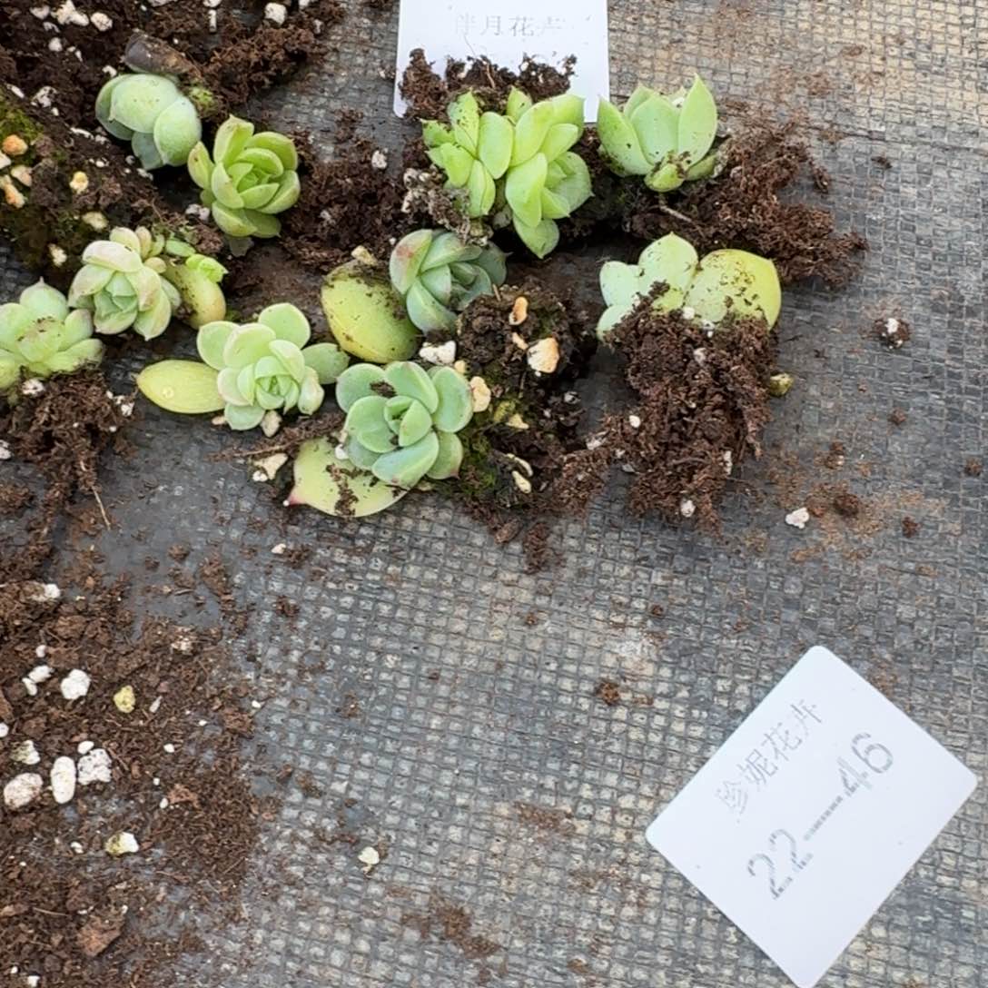 海胆麦秆十棵量拍22-46