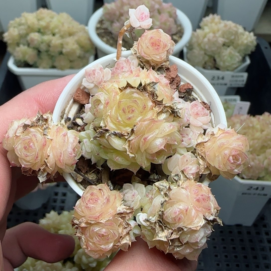 _*0204-244麦秆麦秆