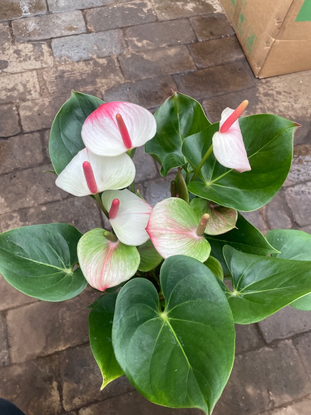 红尘白掌盆栽高端花卉