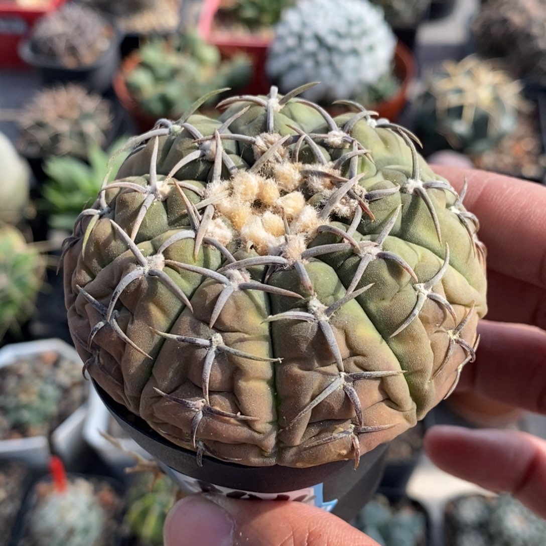 植播园艺884怪龙丸