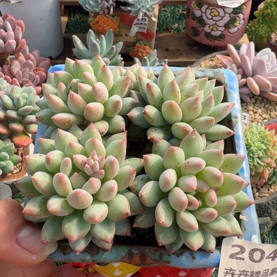 2046一物一拍（满28包邮