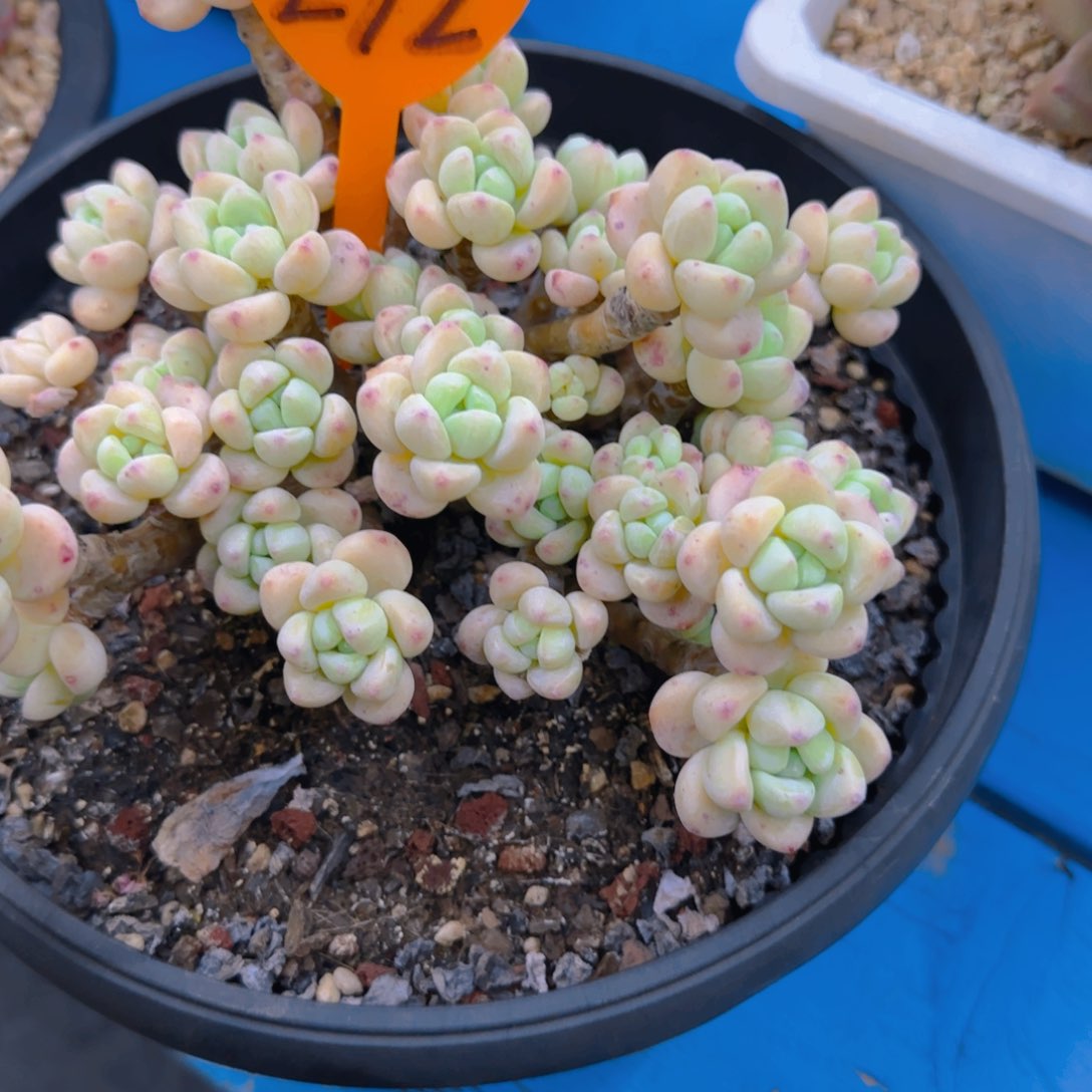 ?***?292多肉植物一物一拍