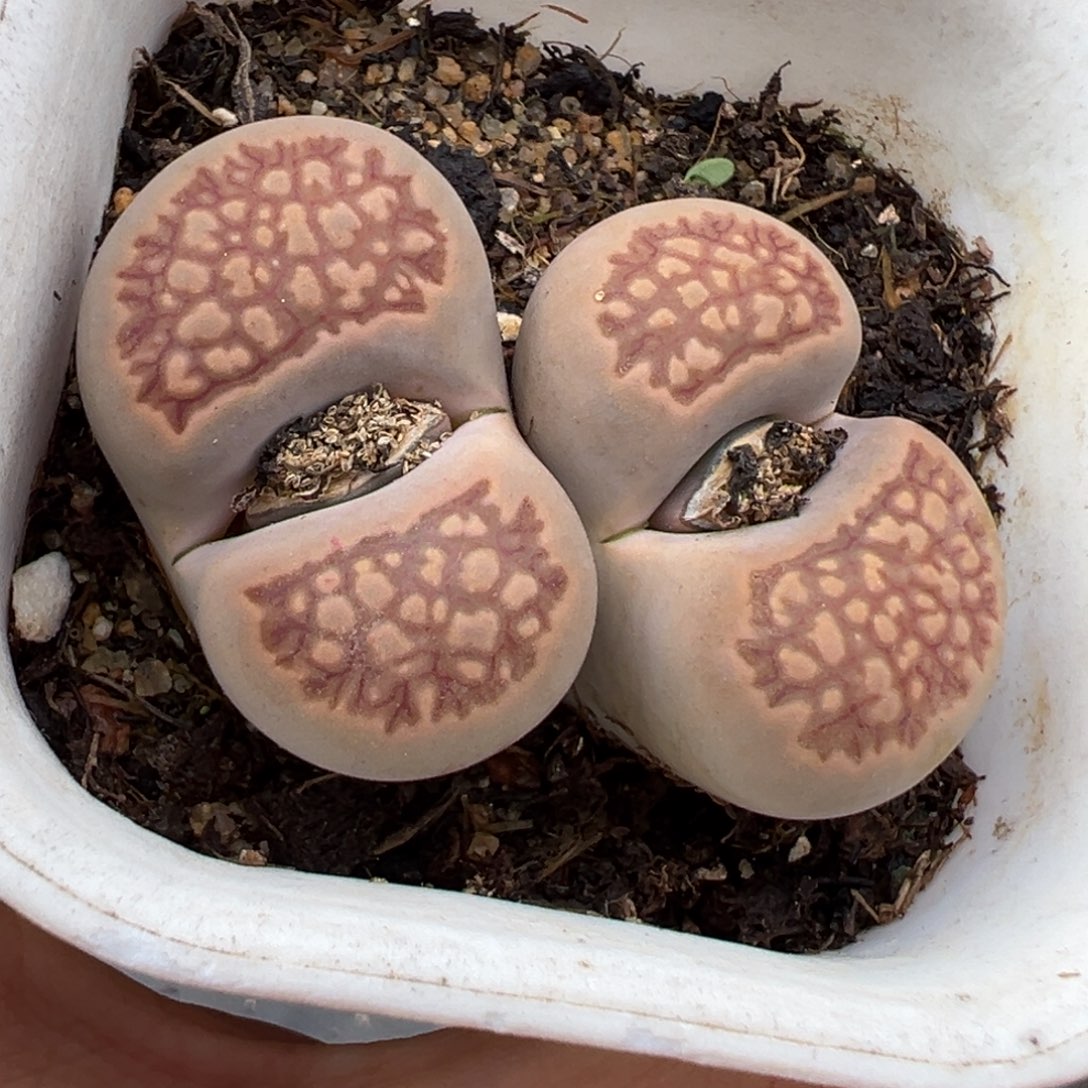 1.25好看的多肉569