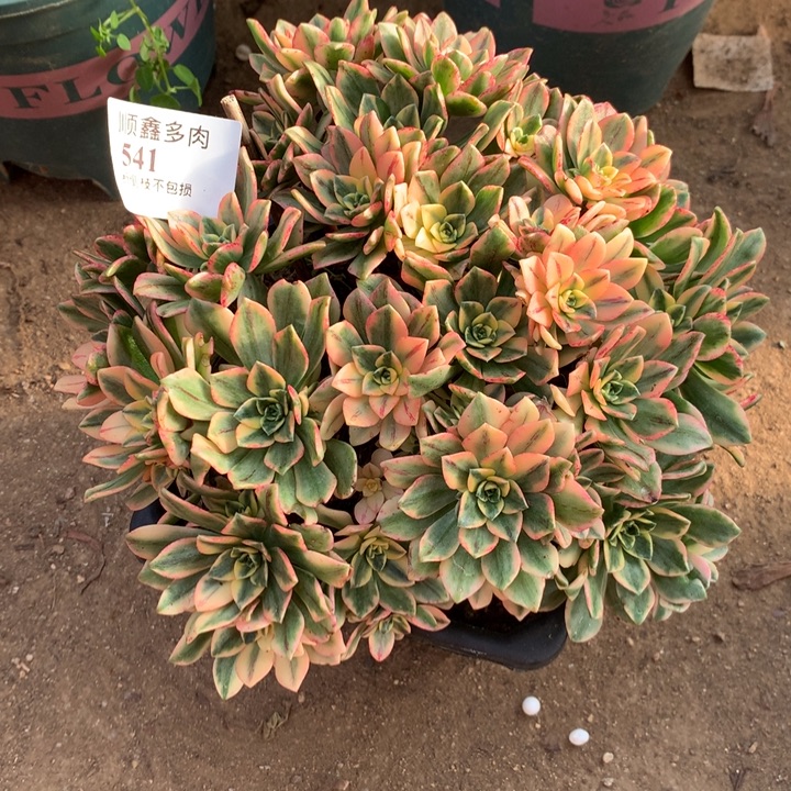 541甜茶多肉植物特价