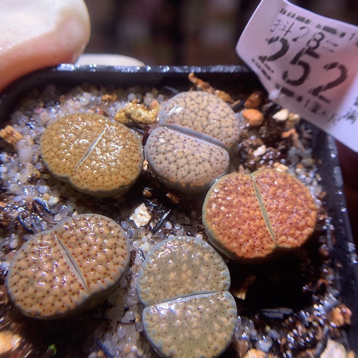 精品生石花28.252