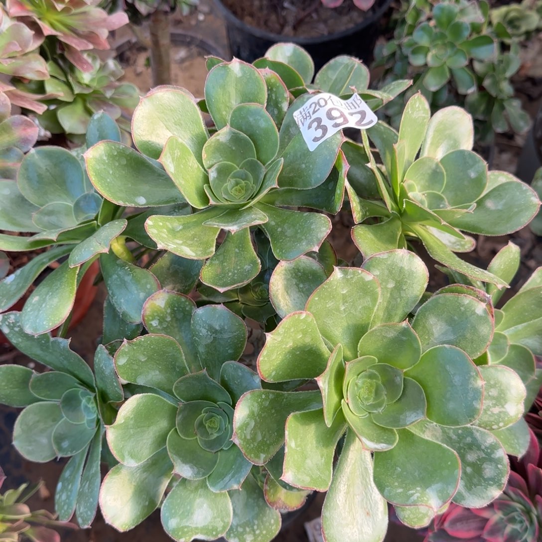 艳姿朵朵392满20包邮断枝不包