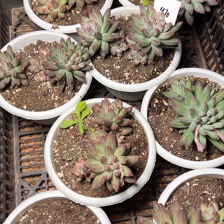 970///////////////////