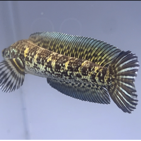 黄金眼镜蛇雷龙鱼雷龙鱼苗热带鱼观赏鱼凶猛大型鱼淡水鱼活体食鱼