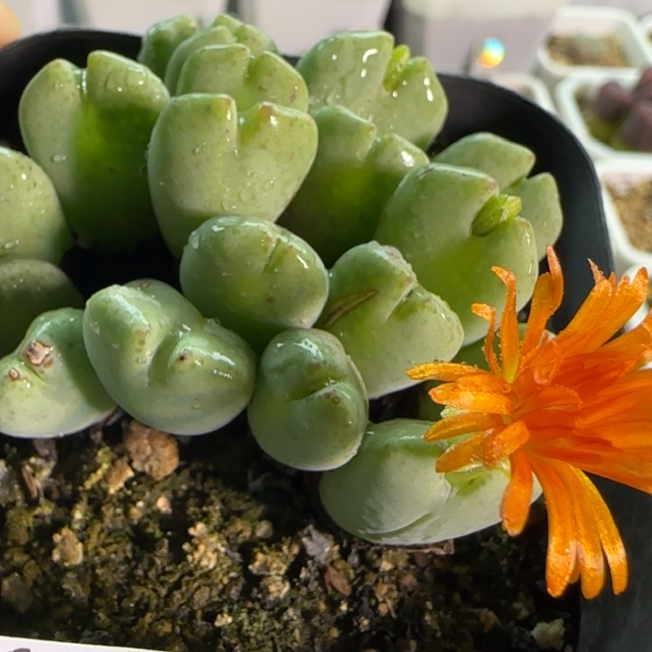 【闪购商品】18436       