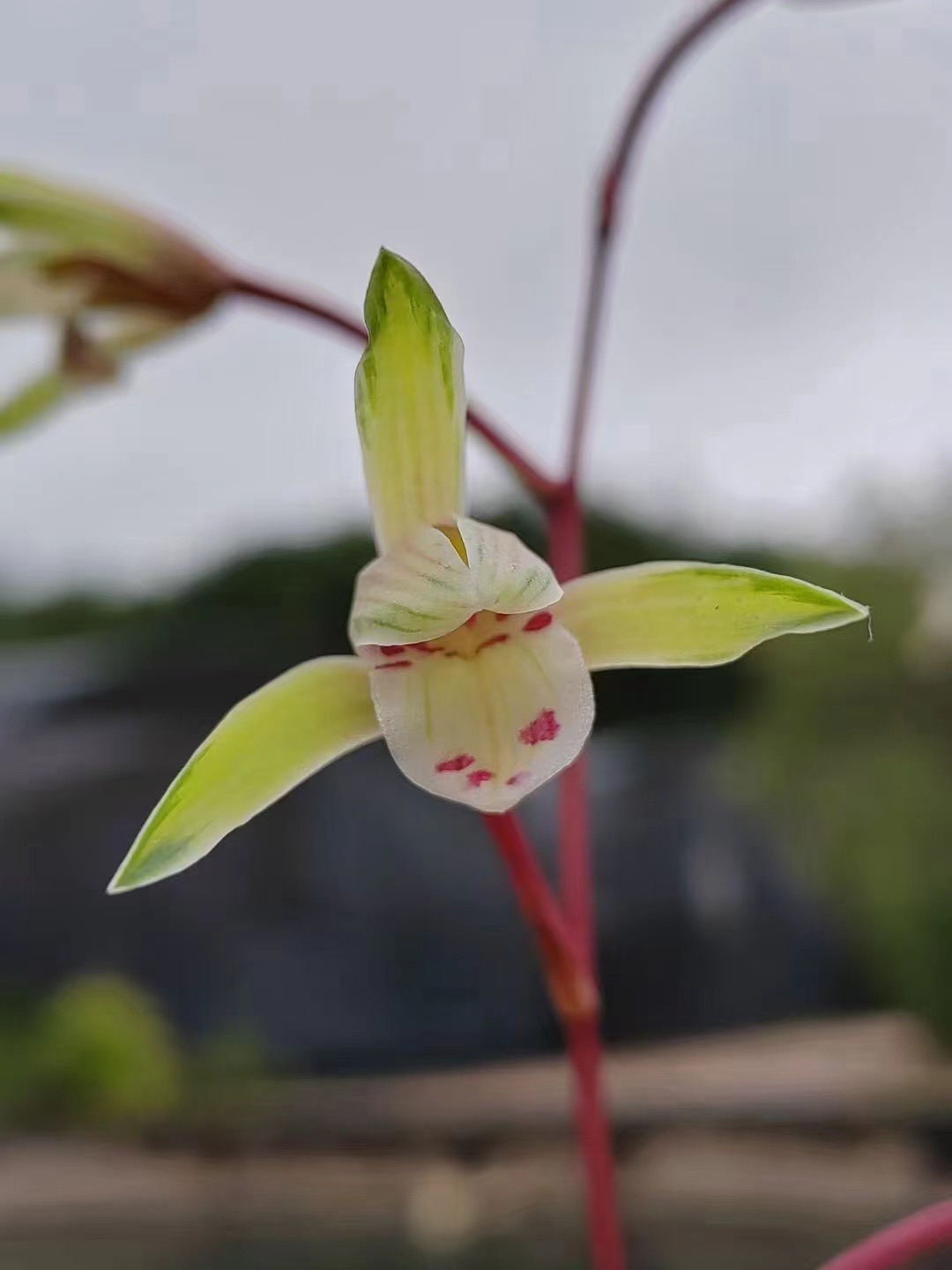 精选兰花(直播一颗一选，一颗一价)