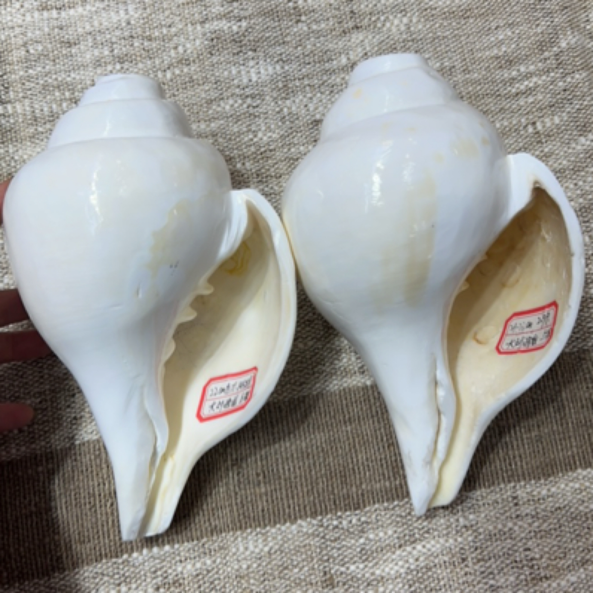 老壳2.9斤 一物一拍 天然尼泊尔右旋长度22厘米左右