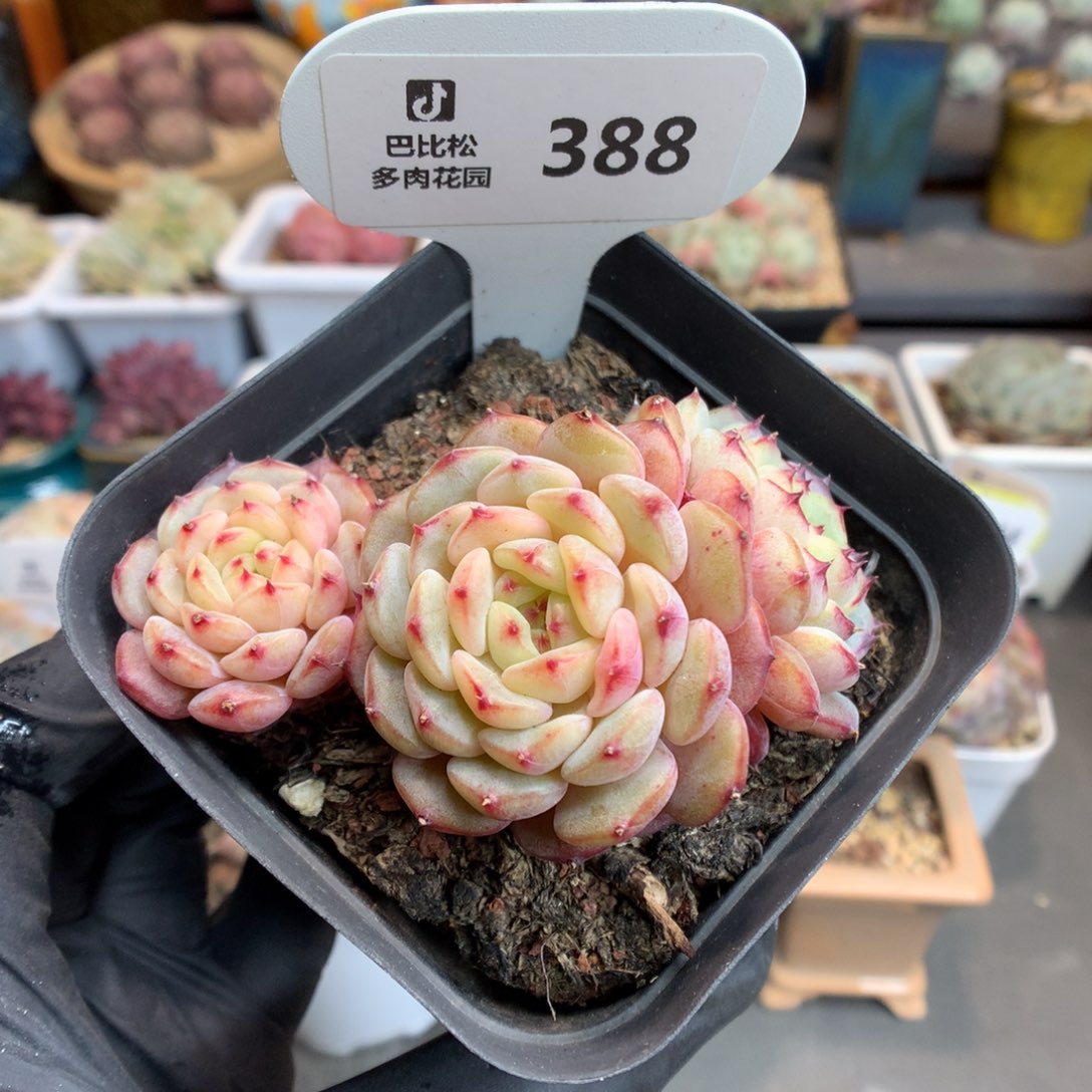 388 三头白胖子多肉