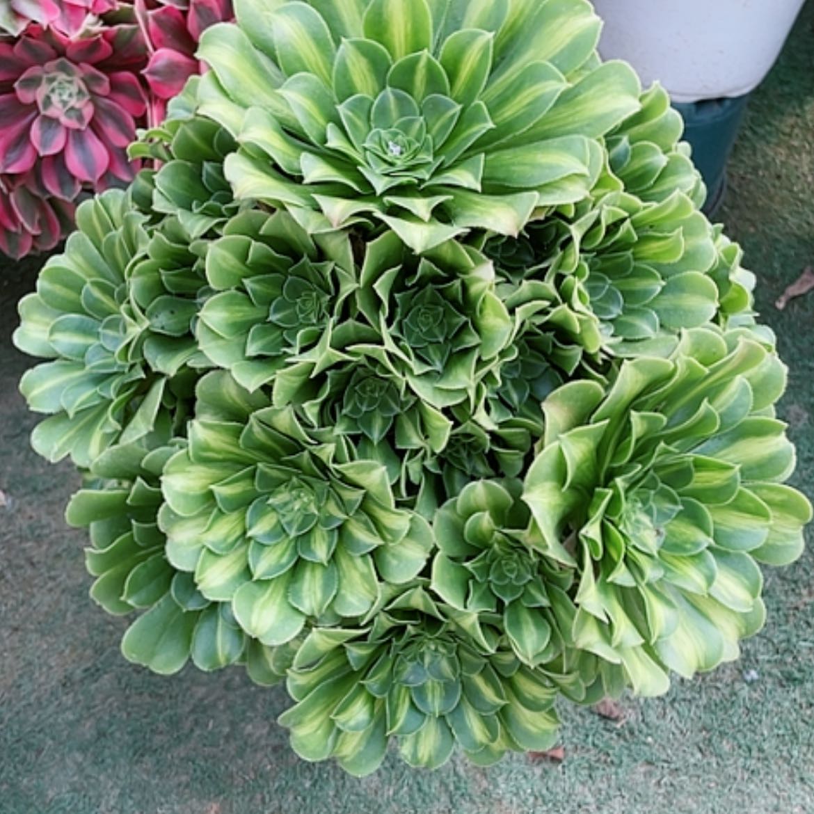 【闪购商品】法师好看也好，养翡翠琉璃