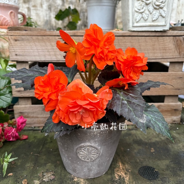 【橙色浪漫】景观海棠耐热花期长多年生 只包到手不包养护