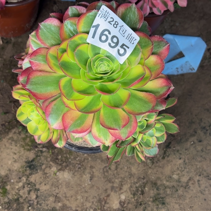 1695奶白多肉植物