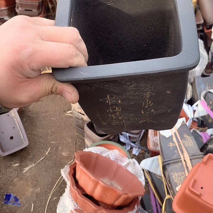 紫砂哈哈真的是太给力太火爆了