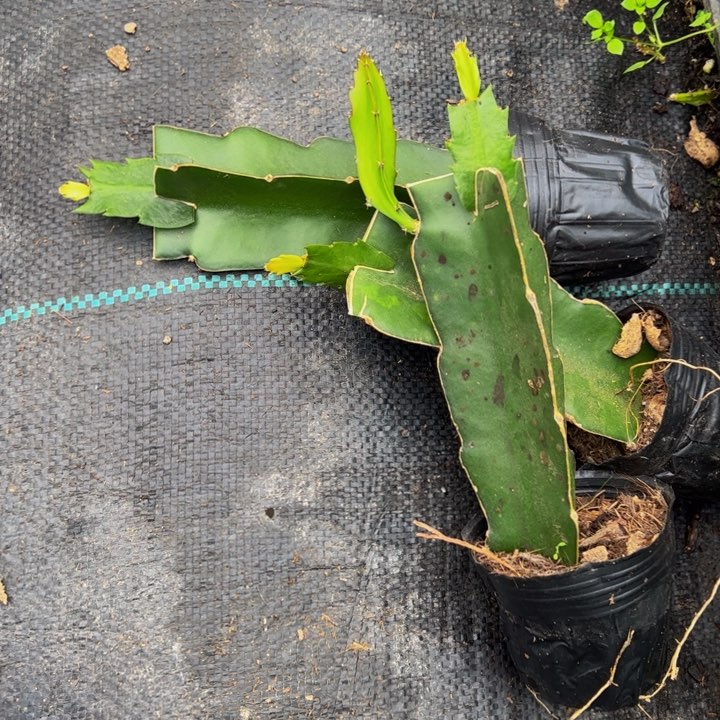 闪耀的火花嫁接单片小苗一颗15.8