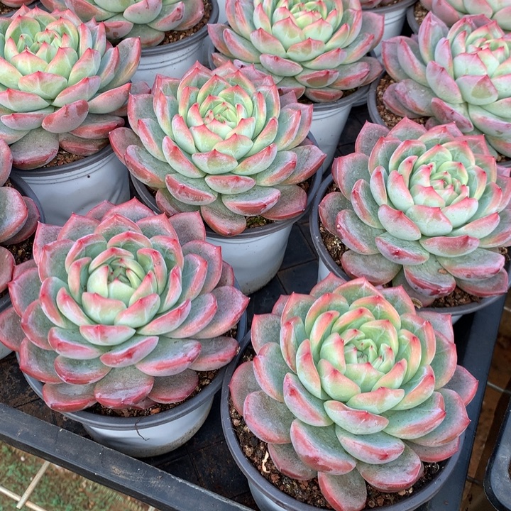 小红鸾多肉植物两单包邮