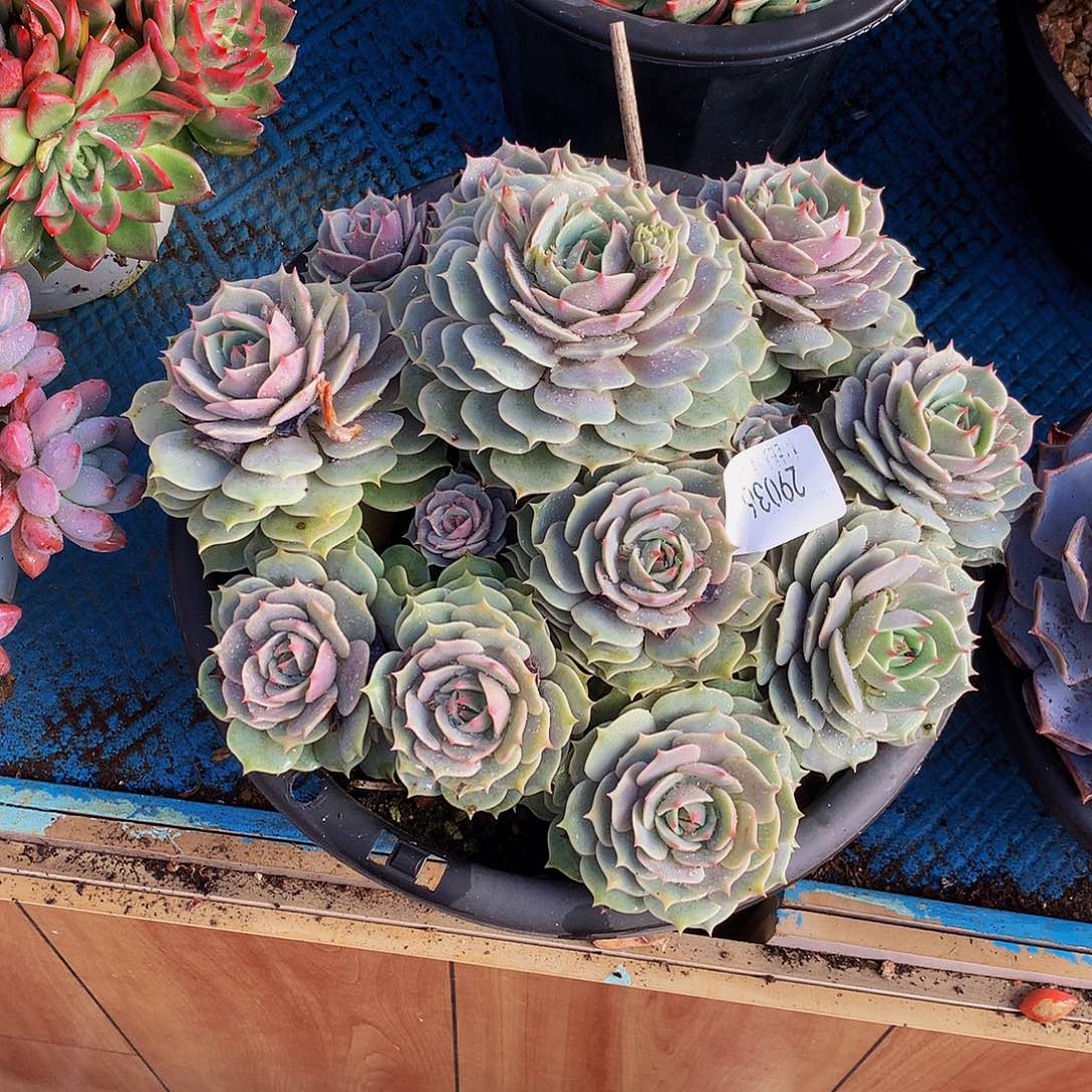 刘***里   露娜莲多肉29036