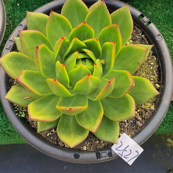 用****5凤凰单头2527