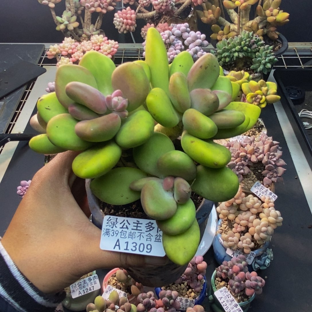 409芒果奶多肉10c m