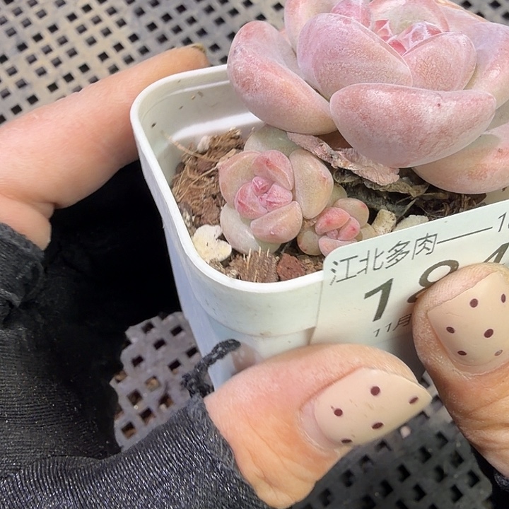 J****184 号到手1框江北多肉